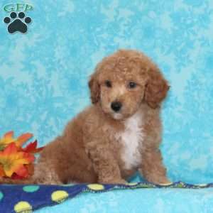 Sugar Maple, Bich-Poo Puppy